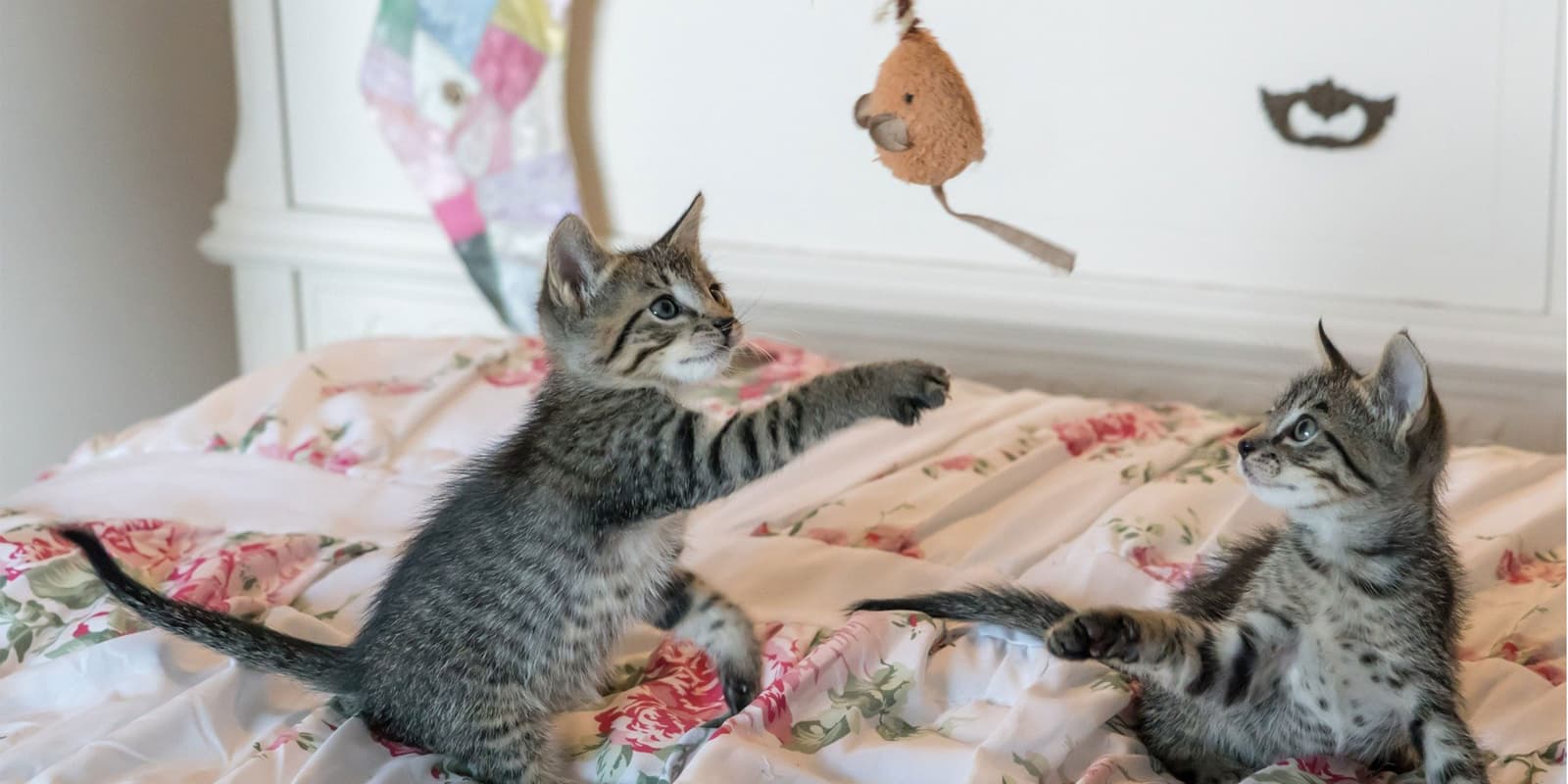 Pet Transportation Turkey Games and Cats