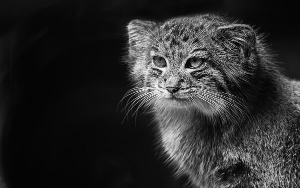 Pet Transportation Turkey Pallas Cats