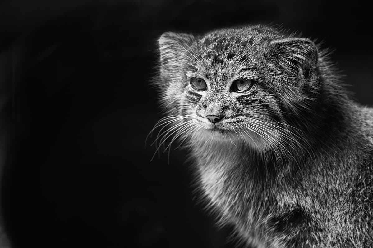 Pet Transportation Turkey Pallas Cats