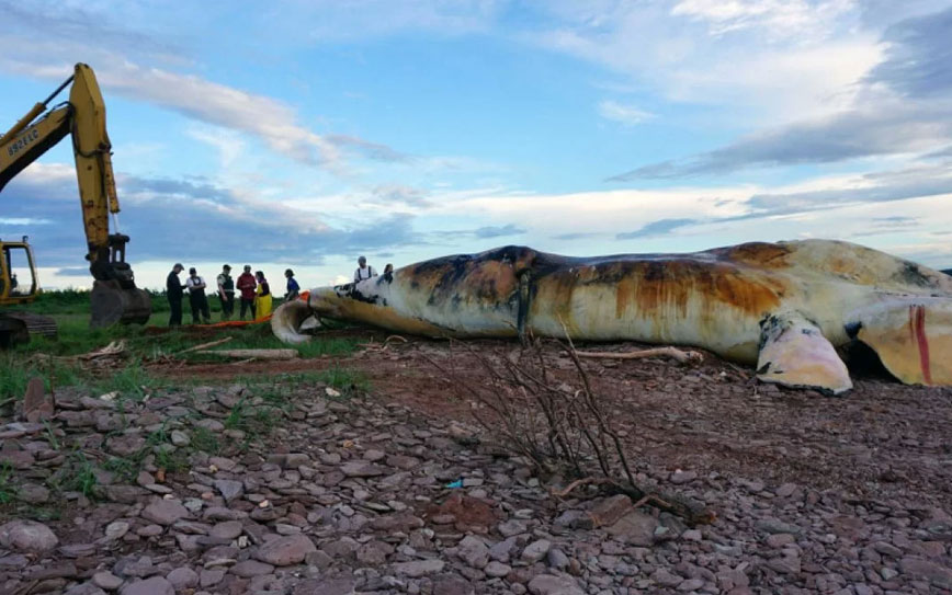 Pet Transportation Turkey Global Heating and Whales Death